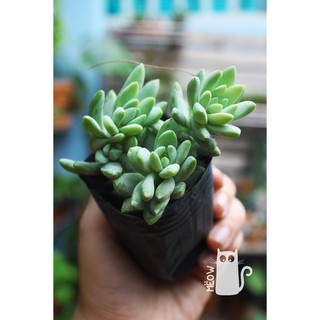 SEN ĐÁ ĐUÔI CÁO