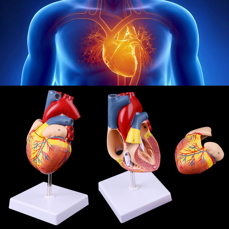 Mô Hình Trái Tim Người Tháo Rời Được Dùng Giảng Dạy Y Tế