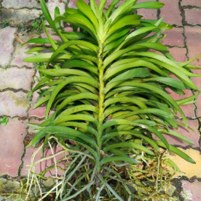 Hoa Lan Mokara Giống Loại Lớn Cao 30-40cm