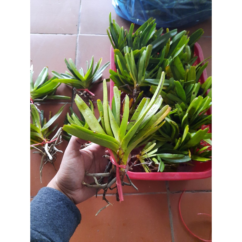 Lan rừng combo bó 5 cây nhỡ bạch nhạn 35k