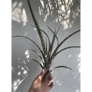 Cây không khí tillandsia hildae
