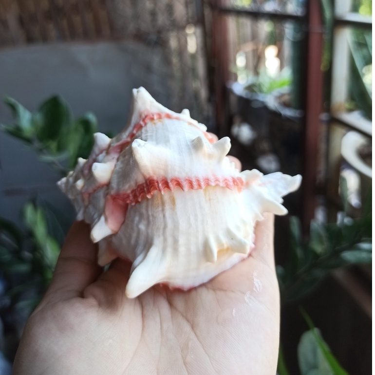 Vỏ ốc biển cực đẹp nhiều kích cỡ họa tiết ngẫu nhiên