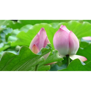 Hạt giống hoa sen ta