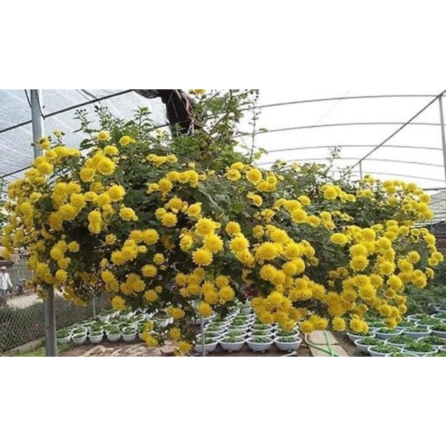 Cúc chi trà rủ