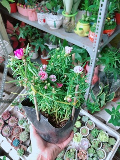 Hoa Mười Giờ Mỹ
