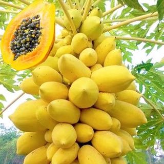Hạt giống đu đủ vàng 5 hạt