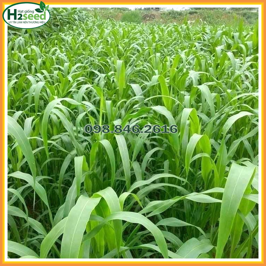 Hạt giống cỏ Voi Lai - gói 100g - Cỏ giàu dinh dưỡng dùng trong chăn nuôi trâu, bò, cá, thỏ...