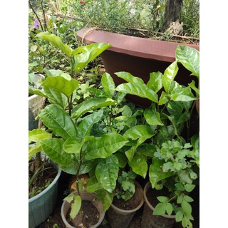Cây chanh dây