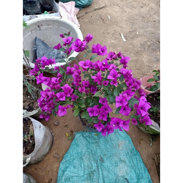 Hoa giấy tím pháp