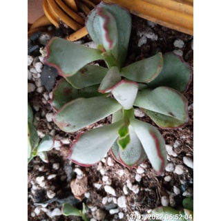 Cây Sen đá Adromischus viền đỏ