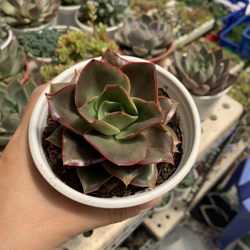 SEN ĐÁ HOA HỒNG XOẮN TO 10cm