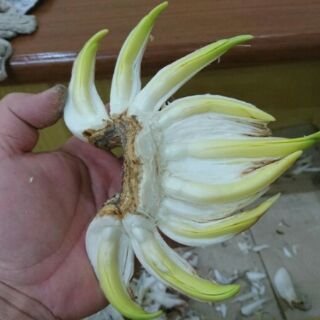Củ Thủy Tiên