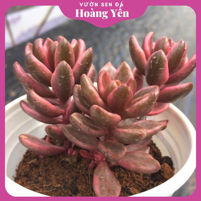 SEN ĐÁ ĐUÔI CÁO - GIỐNG MỚI, CÂY THUẦN KHÍ HẬU - Lỗi 1 đổi 1