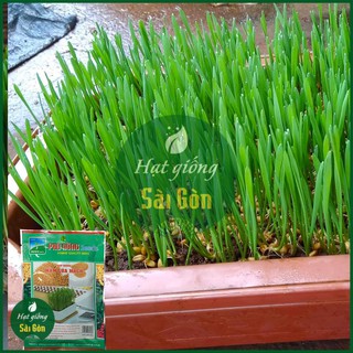 Hạt Giống Cỏ Lúa Mì 100gr - Hạt Giống Mầm Lúa Mạch Dễ Nảy Mầm