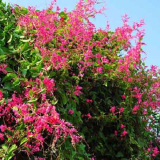 hạt giống hoa tigon