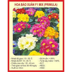 HẠT GIỐNG HOA BÁO XUÂN