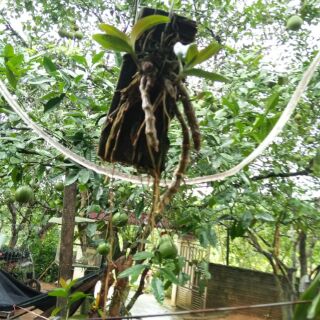 Hoa phong lan hoàng thảo trầm tím