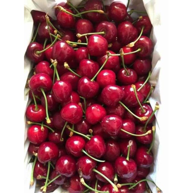 Cây giống chery brazil nhập khấu + Tặng 01 cây dâu da đất( bòn bon)