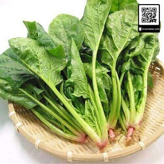 - Hạt Giống Rau Cải Bó Xôi Chịu Nhiệt - Rau Chân Vịt, Rau Bina