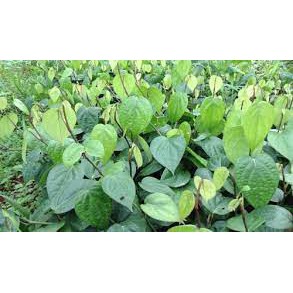 Cây giống Tiêu Trâu.