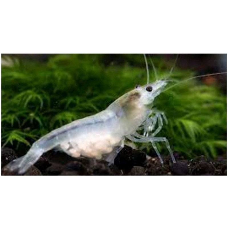 Compo 5bé Tép loạn màu Siêu Đẹp tặng rong