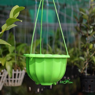 Chậu treo bí lớn đủ màu (kèm quai treo)