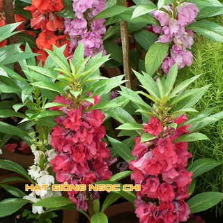 Hạt Giống Hoa Móng Tay Kép - 50 Hạt