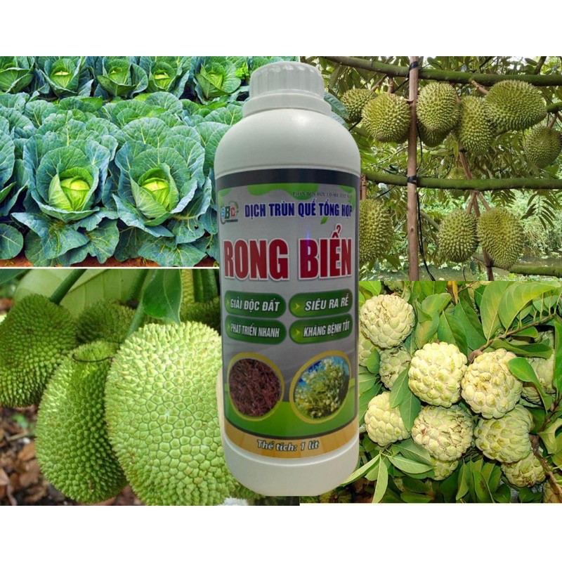Dịch trùng quế rong biển