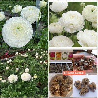 Củ giống hoa hồng mao lương trắng - 1 củ kèm 1 viên nén ươm củ