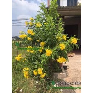 Combo 3 bầu cây giống Hoa chuông vàng , hàng cây giống nhỏ gửi đi nguyên bầu