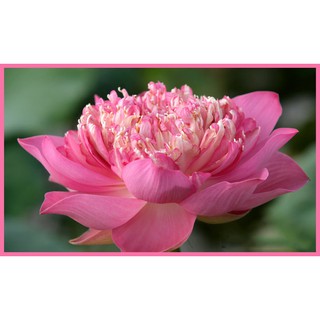 Sen bách diệp 100g hạt già