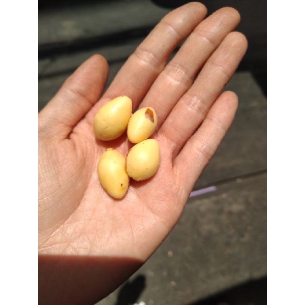 Bạch quả tươi nguyên vỏ