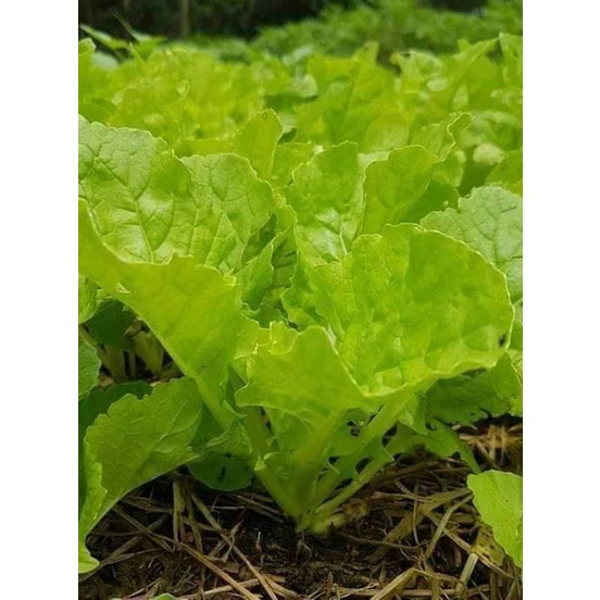 Hạt Giống Rau Cải Bẹ Dún F1 - Gói 20 Gram KNS2544