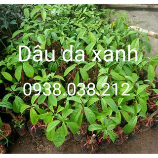 CÂY GIỐNG DÂU DA XANH