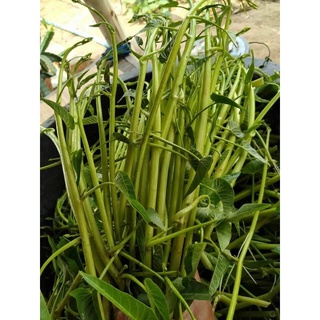 1kg hạt giống rau muống chùm - rau muống siêu ngọn