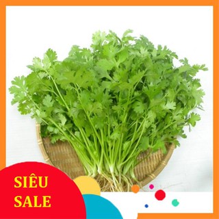 Gói 5 gr hạt giống rau mùi ta ( rau ngòi rí)  TẾT KHUYẾN MẠI