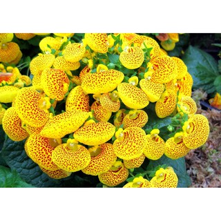 Hạt giống hoa Huyền Sâm (50 hạt)