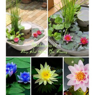 5 HẠT GIỐNG HOA SÚNG THÁI NHIỀU MÀU