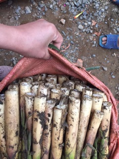 Măng Sặt Tươi