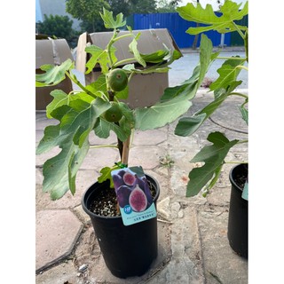 🌱🌱 cây giống sung mỹ đang trái