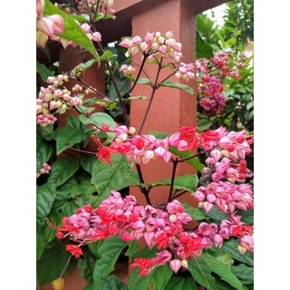 Cây giống hoa Ngọc nữ (rồng phun ngọc)