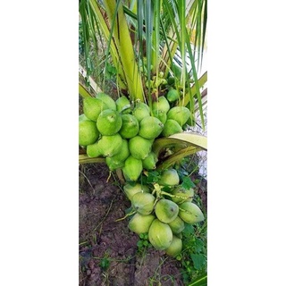 cây giống dừa tam quan (siêu lùn)
