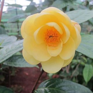 Cây giống trà hoa vàng