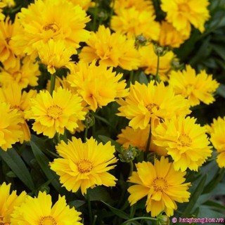 [GIÁ GỐC] Hạt giống hoa Phòng Phòng vàng (Coreopsis) - 100 hạt