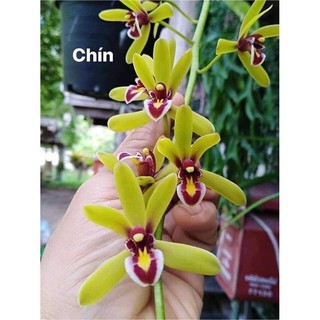 Cây giống hoa lan địa kiếm