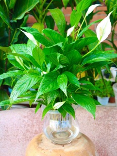 Lan ý thuỷ sinh