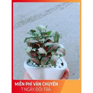 Chậu Cẩm Nhung Đỏ (lá may mắn)