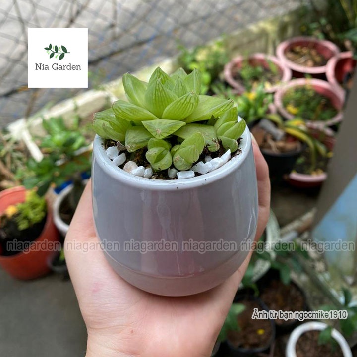 Chậu sứ kim cương mini 7x7cm trồng xương rồng lá may mắn Nia Garden N1