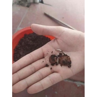 5 hạt giống hoa tử đằng