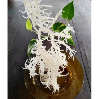 Rong sụn nấu chè ngon giòn - 100g / 250g / 500g